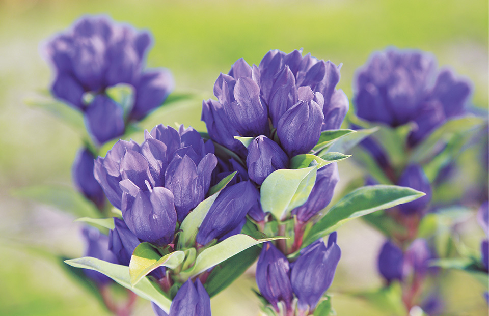 Flower garden in refreshing blue