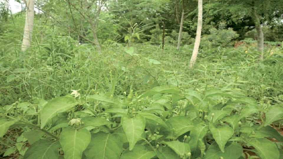 The land in Burkina Faso that has restored its rich ecosystem through the introduction of various plant species